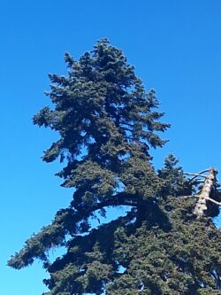 Vieux conifère